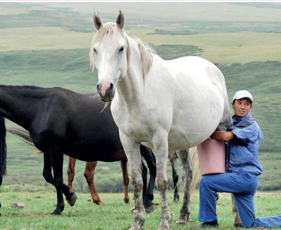 حليب خيل مجفف لتفادي خسائر النفط في كازاخستان